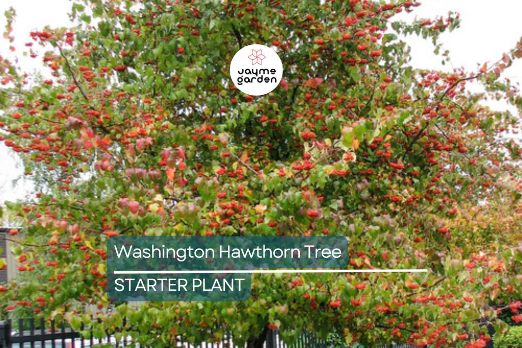 Washington Hawthorn Tree | Live Bare Root Plant | Crataegus phaenopyrum | 18-24" | Songbird Friendly | Zones 3–10