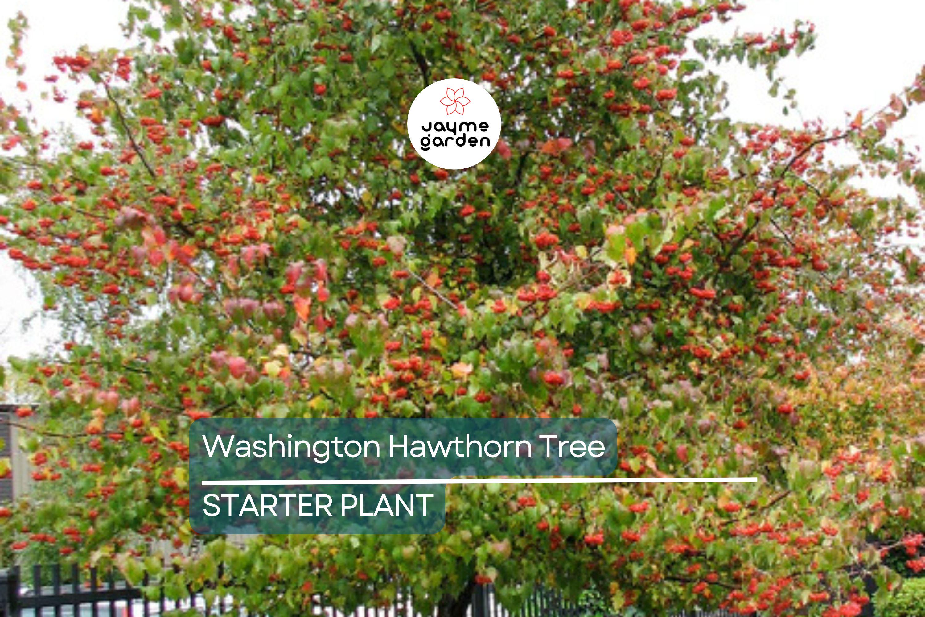 Washington Hawthorn Tree | Live Bare Root Plant | Crataegus phaenopyrum | 18-24" | Songbird Friendly | Zones 3–10