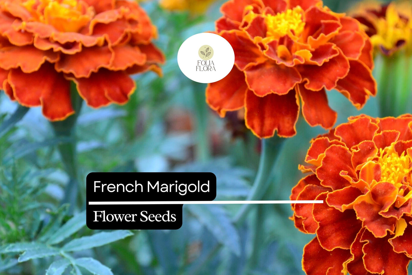 French Marigold Seeds (Tagetes patula) | 25 Seeds | Bright, Hardy Blooms for Gardens
