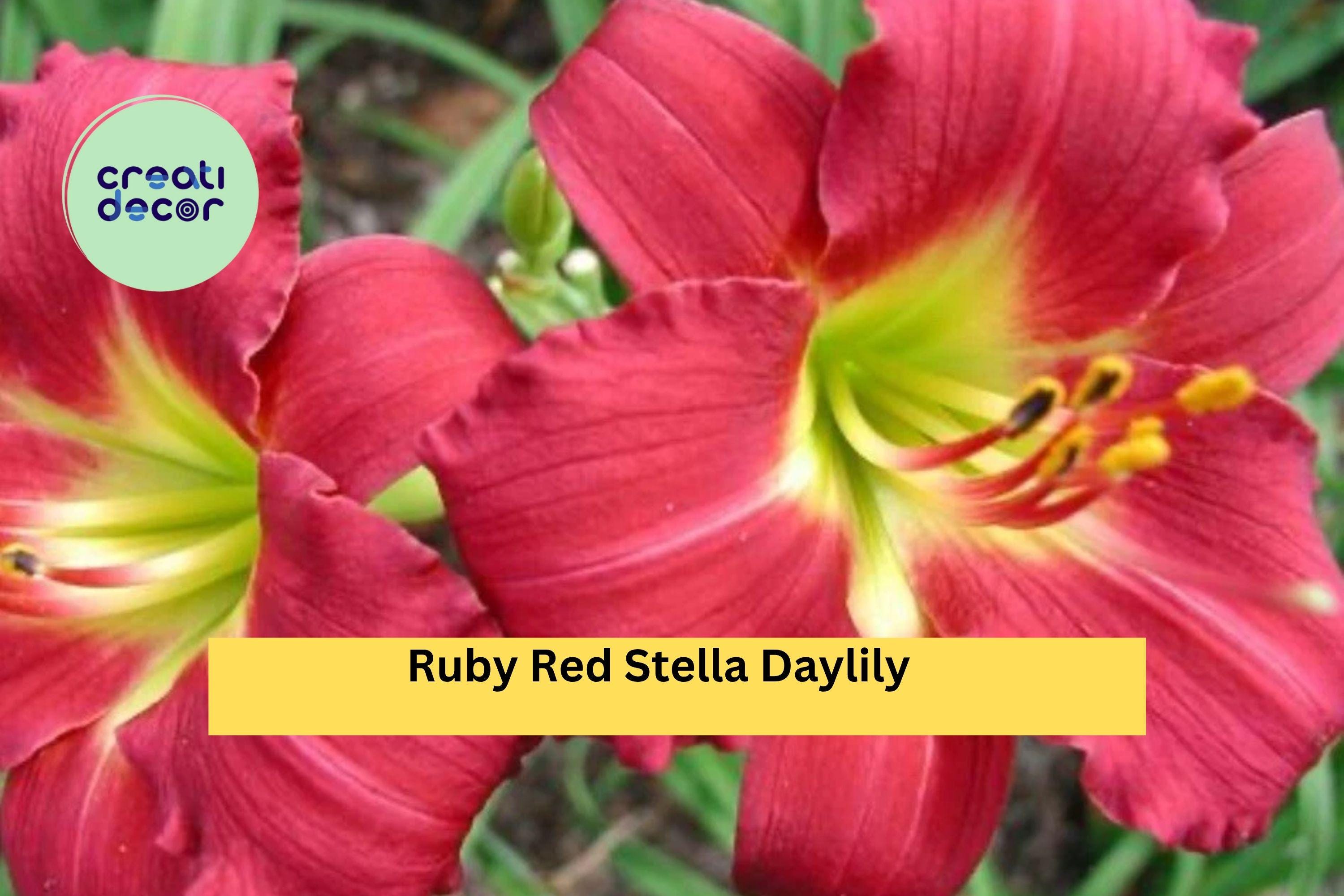 Ruby Red Stella Daylily Live Bare Root Plant – Hemerocallis Perennial with Bright Ruby Blooms for Garden Borders or Pots