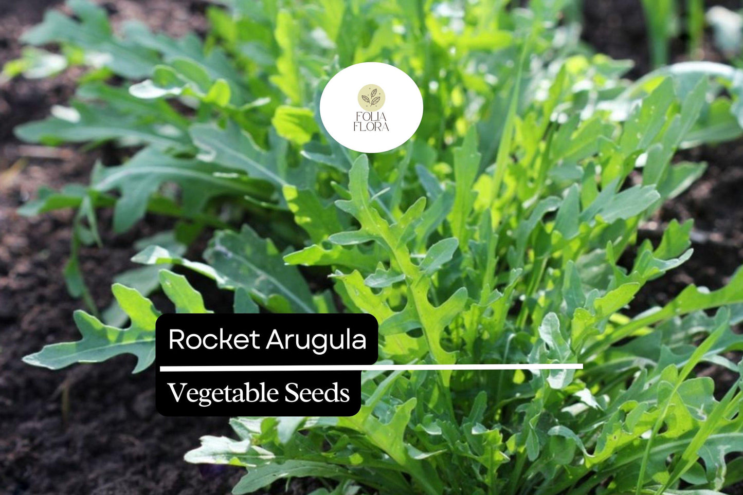 500 Rocket Arugula Seeds – Heirloom, Fast-Growing, Spicy & Nutty Greens, Non-GMO, Cool-Season Crop