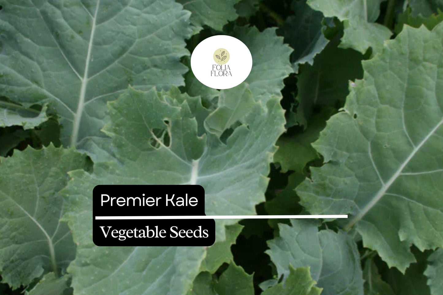200 Seeds Premier Kale (Brassica oleracea) – Nutritious, Hardy, and Fast-Growing Leafy Green