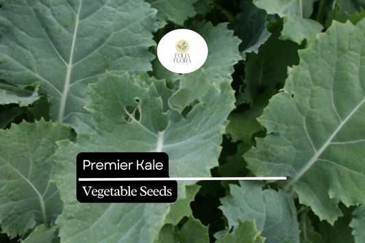 200 Seeds Premier Kale (Brassica oleracea) – Nutritious, Hardy, and Fast-Growing Leafy Green
