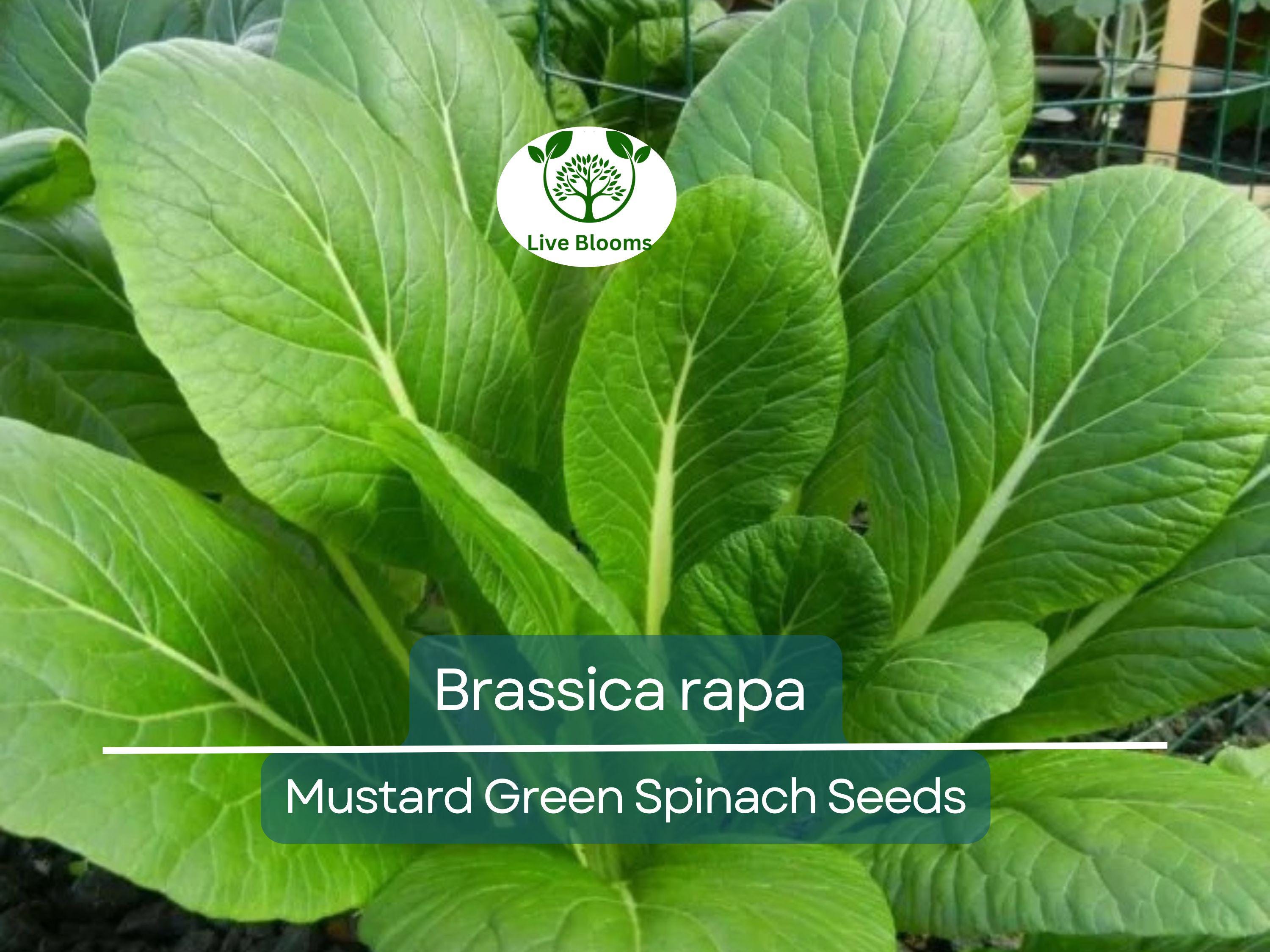 300 Seeds Mustard Green Spinach Komatsuna Tendergreen for Planting (Brassica rapa) - Healthy, Nutritious Greens for Home Gardens