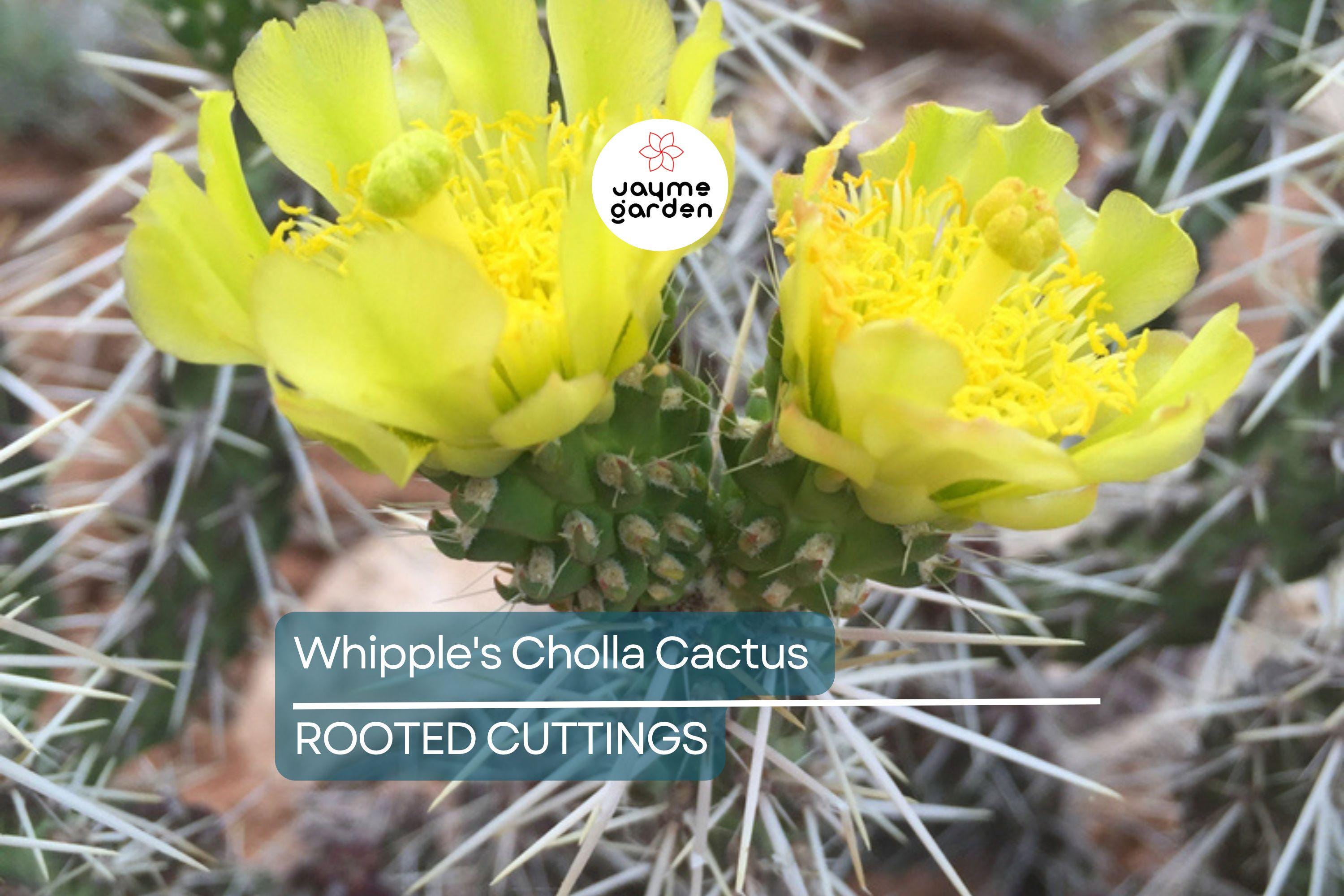 8" Whipple's Cholla Cactus (Cylindropuntia whipplei) - Hardy Flowering Shrub, Live Plant Ships Bare Root