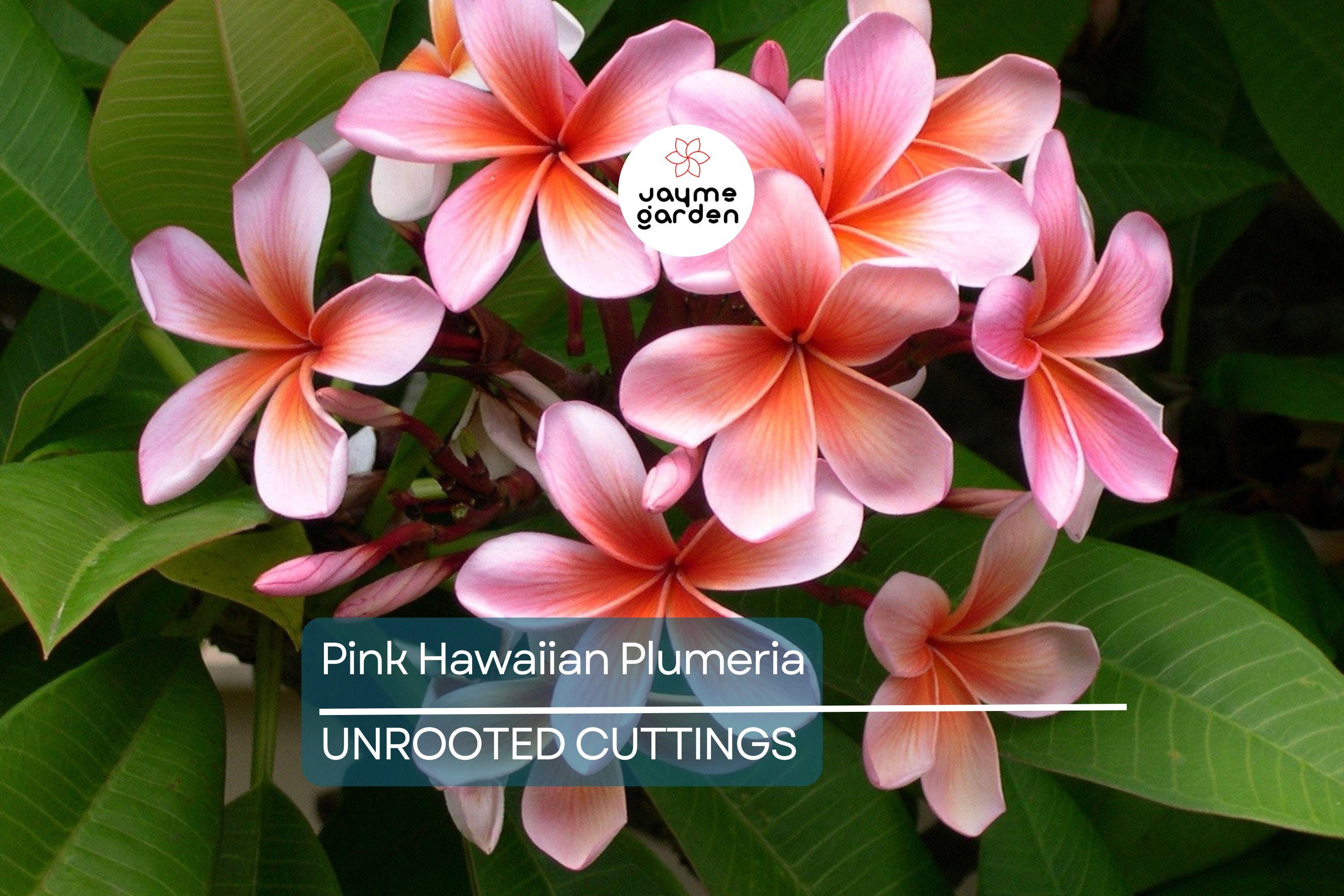 Pink Hawaiian Plumeria Fresh Cutting - No Root, Ready to Plant - Tropical Frangipani for Gardens