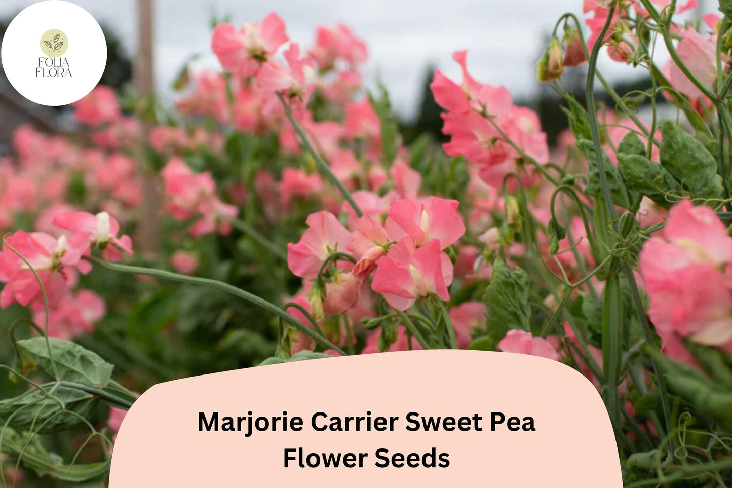 50+ Marjorie Carrier Sweet Pea Seeds | Lathyrus odoratus | Fragrant Pink Climbing Flowers