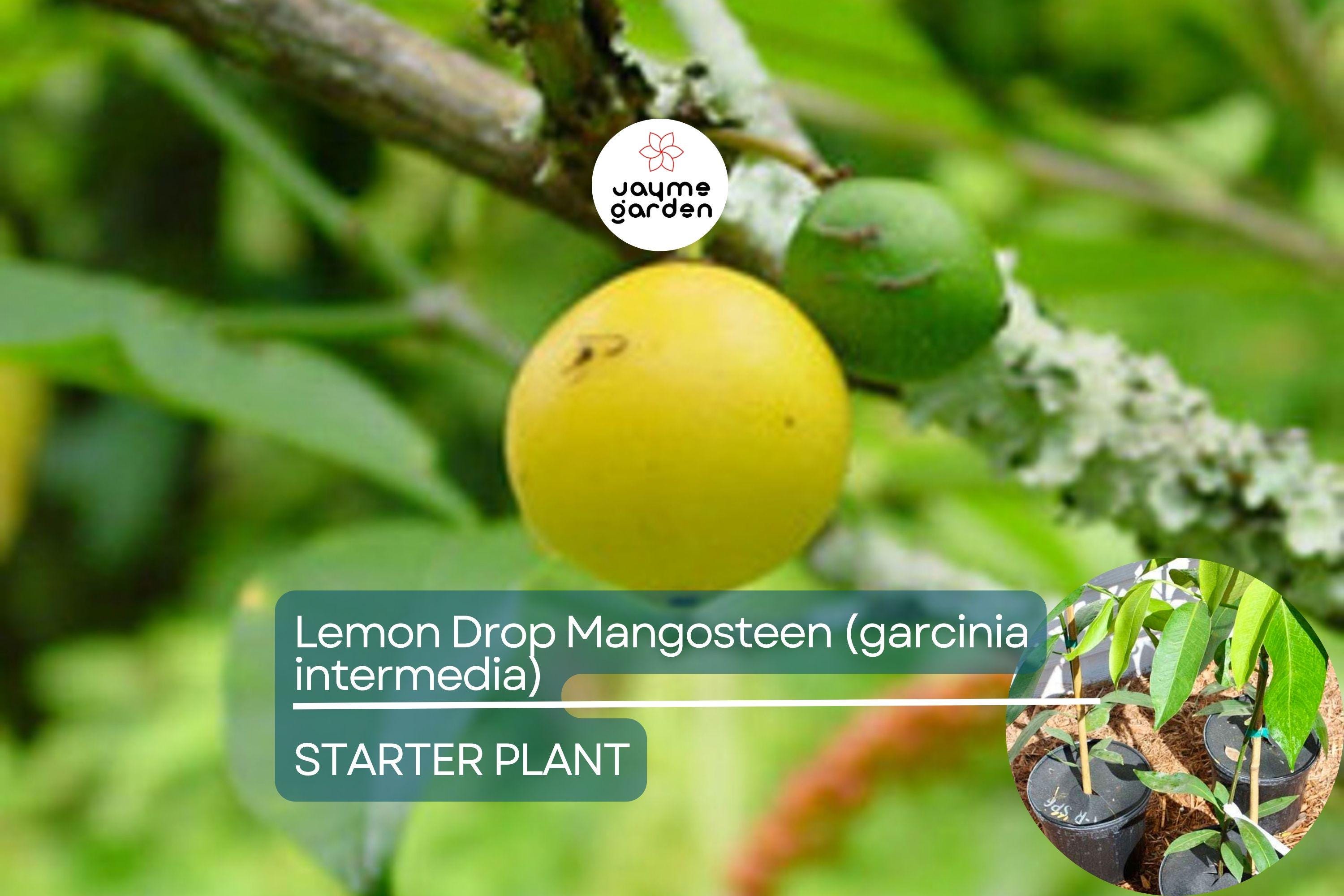 1 Lemon Drop Mangosteen Tree (Garcinia intermedia) Live Starter Plant 3″-12″ - Tangy Tropical Fruit for Gardens & Culinary Creations