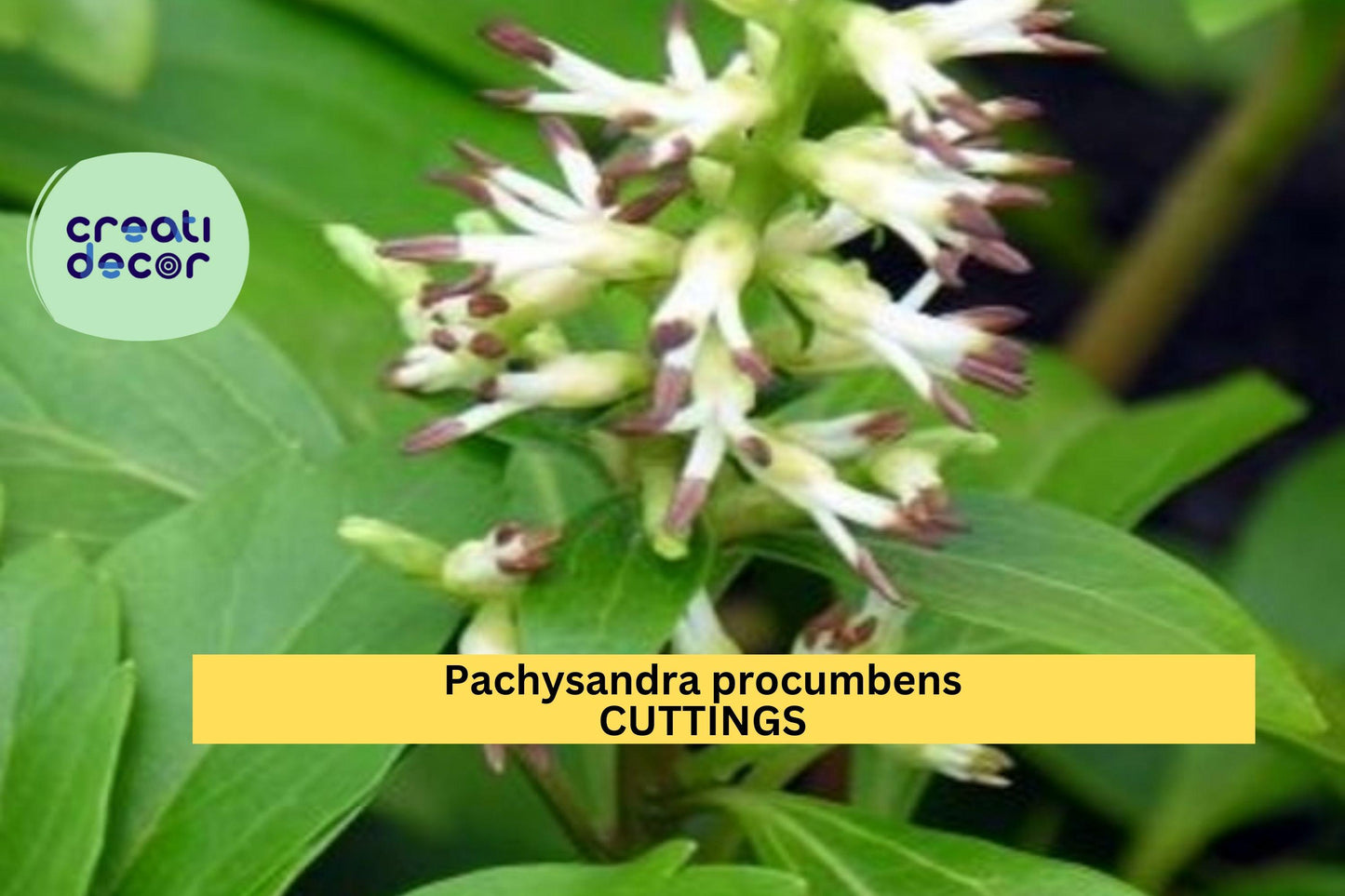 10 Pachysandra procumbens Rooted Cuttings | Native Ground Cover | Winter Hardy Shade Plant | Allegheny Spurge