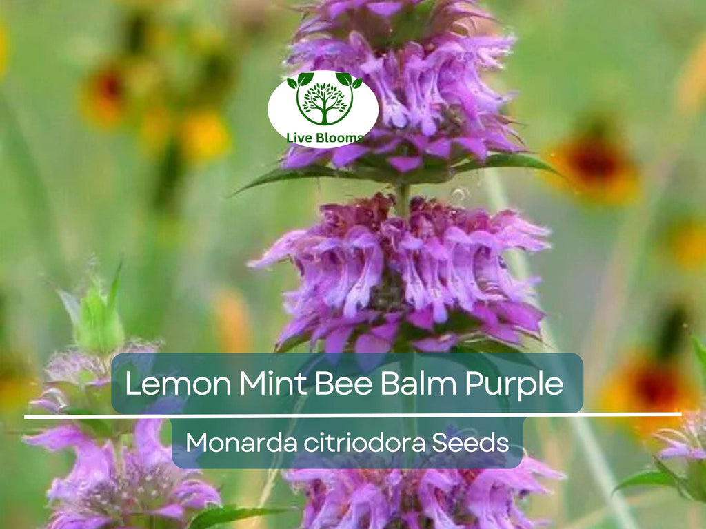 500 Lemon Mint Bee Balm Seeds | Monarda citriodora | Purple Heirloom Flower | Non-GMO | Pollinator Magnet | Edible & Aromatic Herb