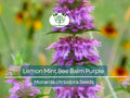 500 Lemon Mint Bee Balm Seeds | Monarda citriodora | Purple Heirloom Flower | Non-GMO | Pollinator Magnet | Edible & Aromatic Herb