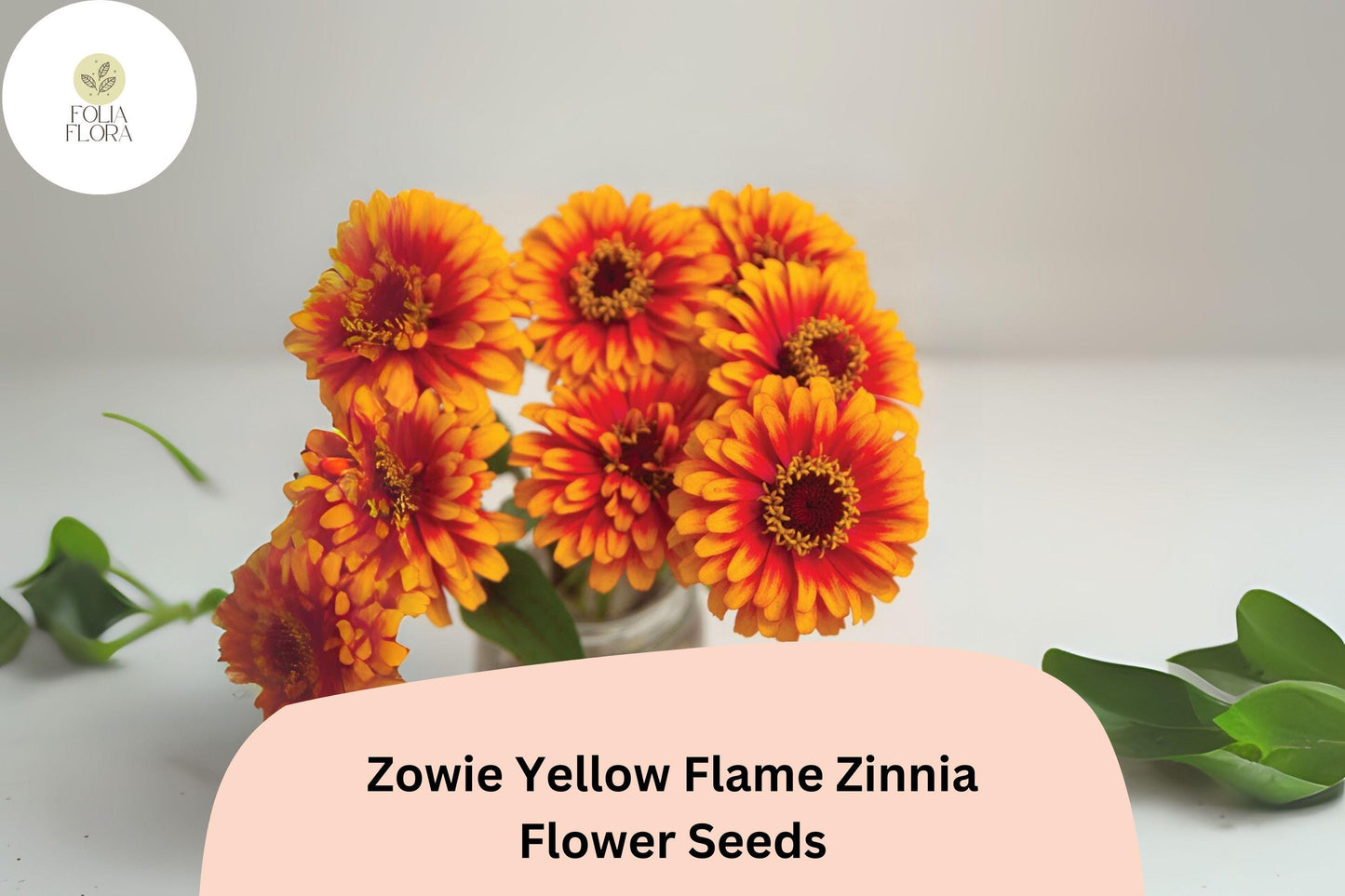 100+ Zowie Yellow Flame Zinnia Seeds – Bold Bi-Color Blooms for Garden Planting, Beds & Cut Flowers