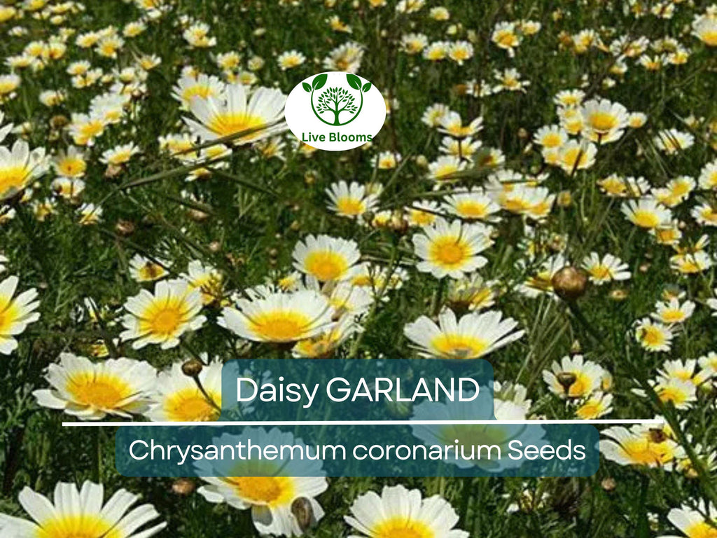 1000 Garland Daisy Seeds – Edible Chrysanthemum Leaves | Glebionis coronaria | Non-GMO Herb Flower | Shungiku | Asian Greens