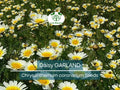 1000 Garland Daisy Seeds – Edible Chrysanthemum Leaves | Glebionis coronaria | Non-GMO Herb Flower | Shungiku | Asian Greens