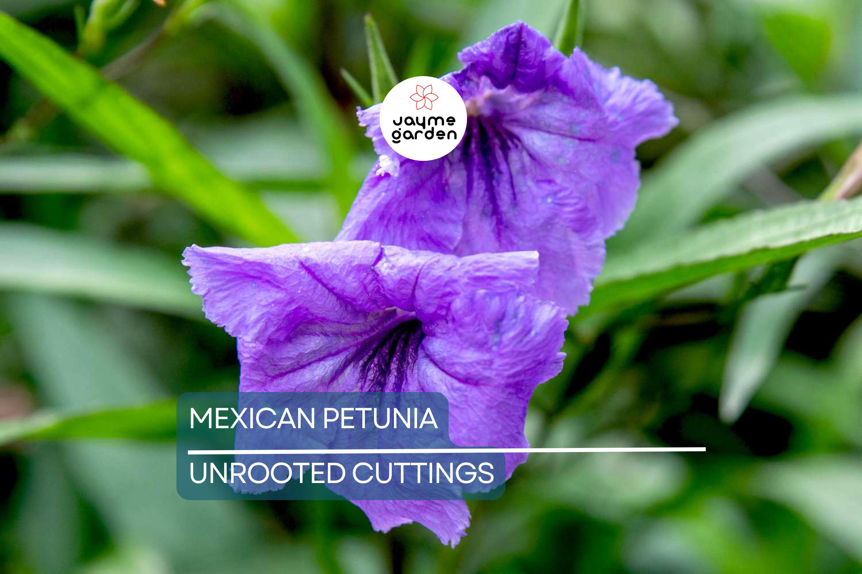 Mexican Petunia 10 Fresh Cuttings - Perennial Butterfly & Hummingbird Magnet - Easy to Grow, Hardy Plant