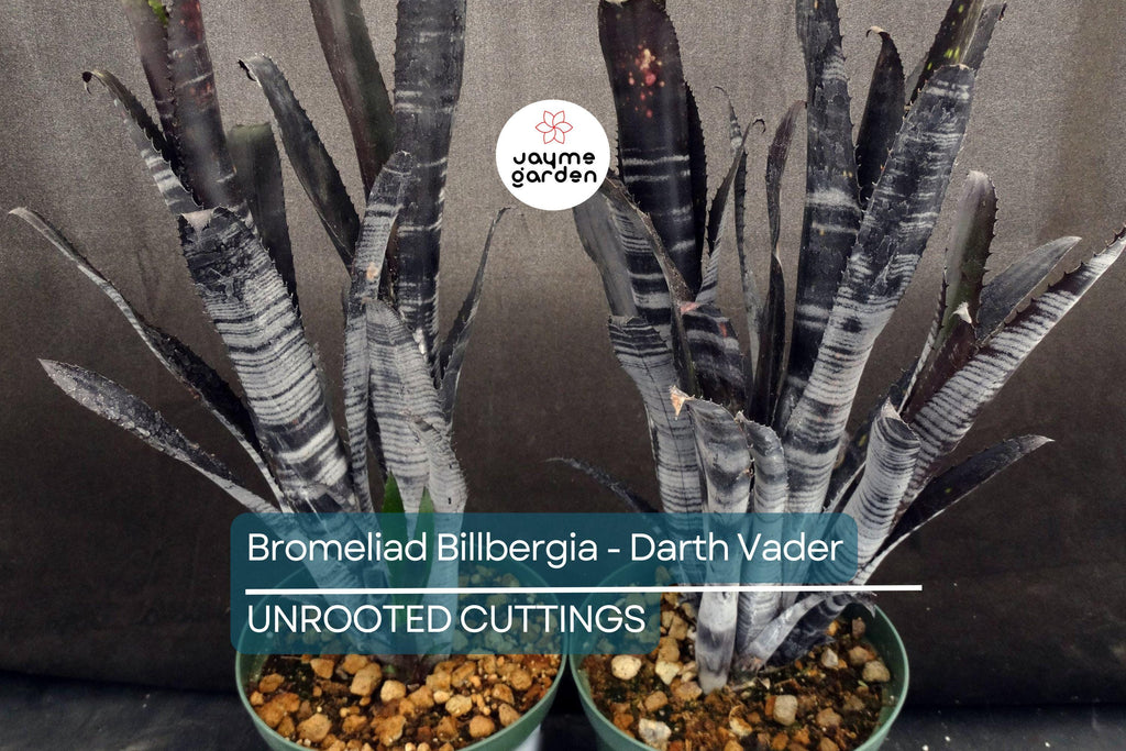 Bromeliad Billbergia Darth Vader | 12” Live Cutting | Exotic Foliage | Air-Purifying | Pet Safe | Attracts Hummingbirds & Butterflies