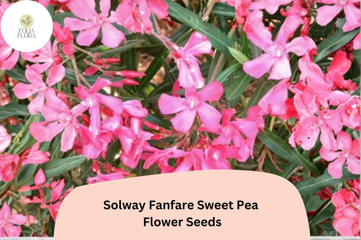 50+ Solway Fanfare Semi-Dwarf Sweet Pea Seeds | Elegant Pink-Purple Compact Garden Vine