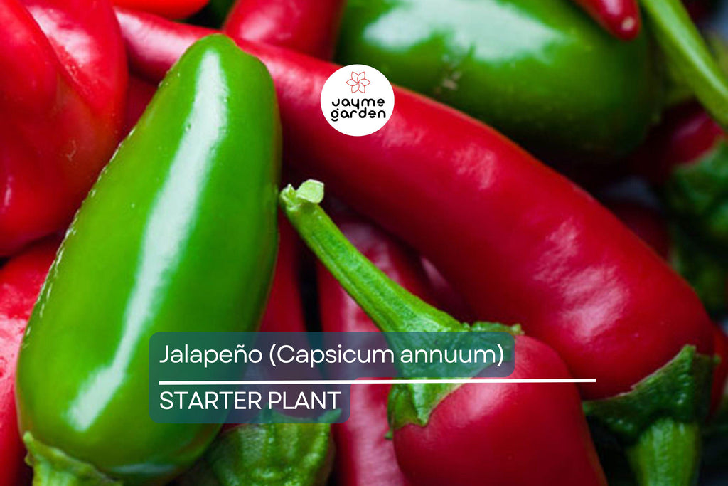 Jalapeño Starter Plant (12"-24") | Mild to Moderate Heat | Perfect for Gardens or Containers | Easy to Grow Pepper Plant
