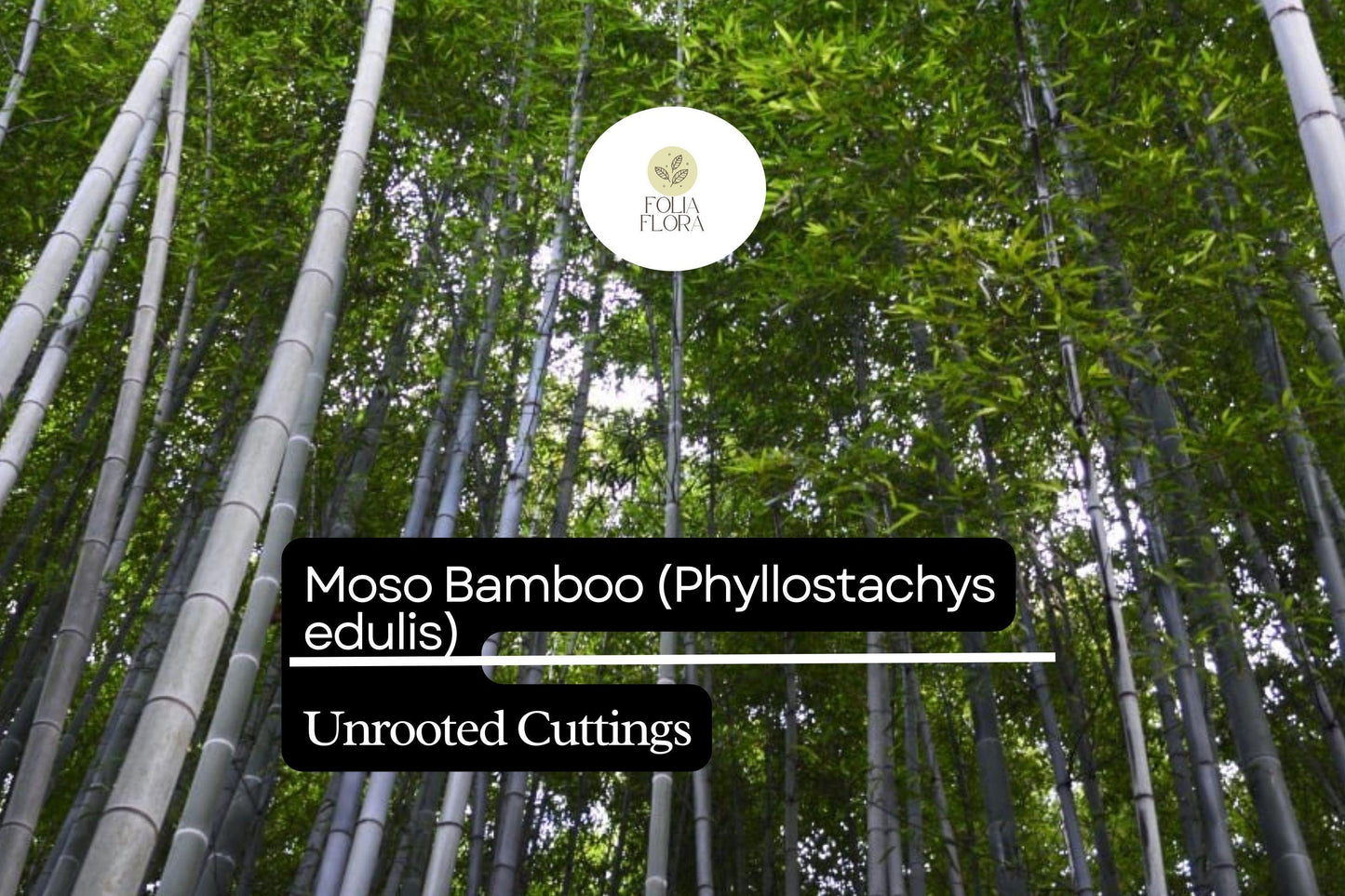 1 Unrooted Cuttings Moso Bamboo Plant (Phyllostachys edulis) Big Live Plant for Garden