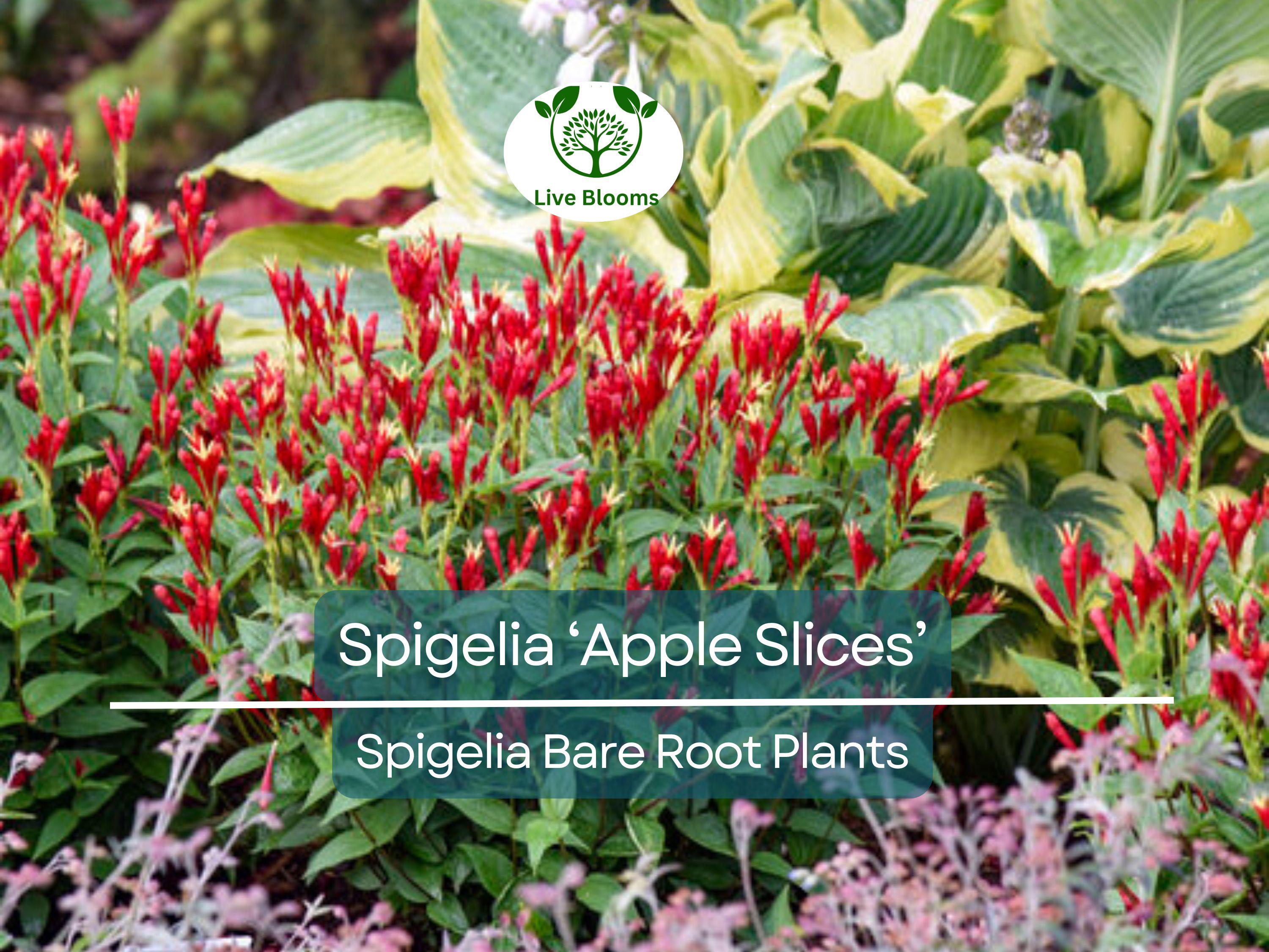 1 Spigelia ‘Apple Slices’ – Bare Root Plant (4–5") – Native Shade Perennial – Red & Yellow Blooms – Hummingbird Favorite