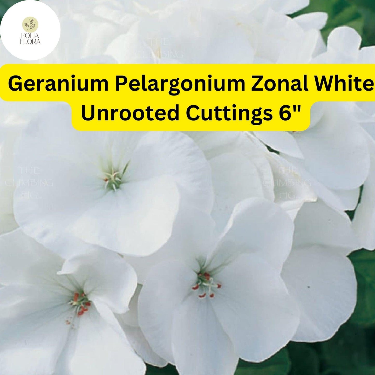 Geranium Pelargonium Zonal ‘White’ | 3 Live 6” Unrooted Cuttings | Classic White Blooms, Easy-Care, Drought-Tolerant Flowering Plant