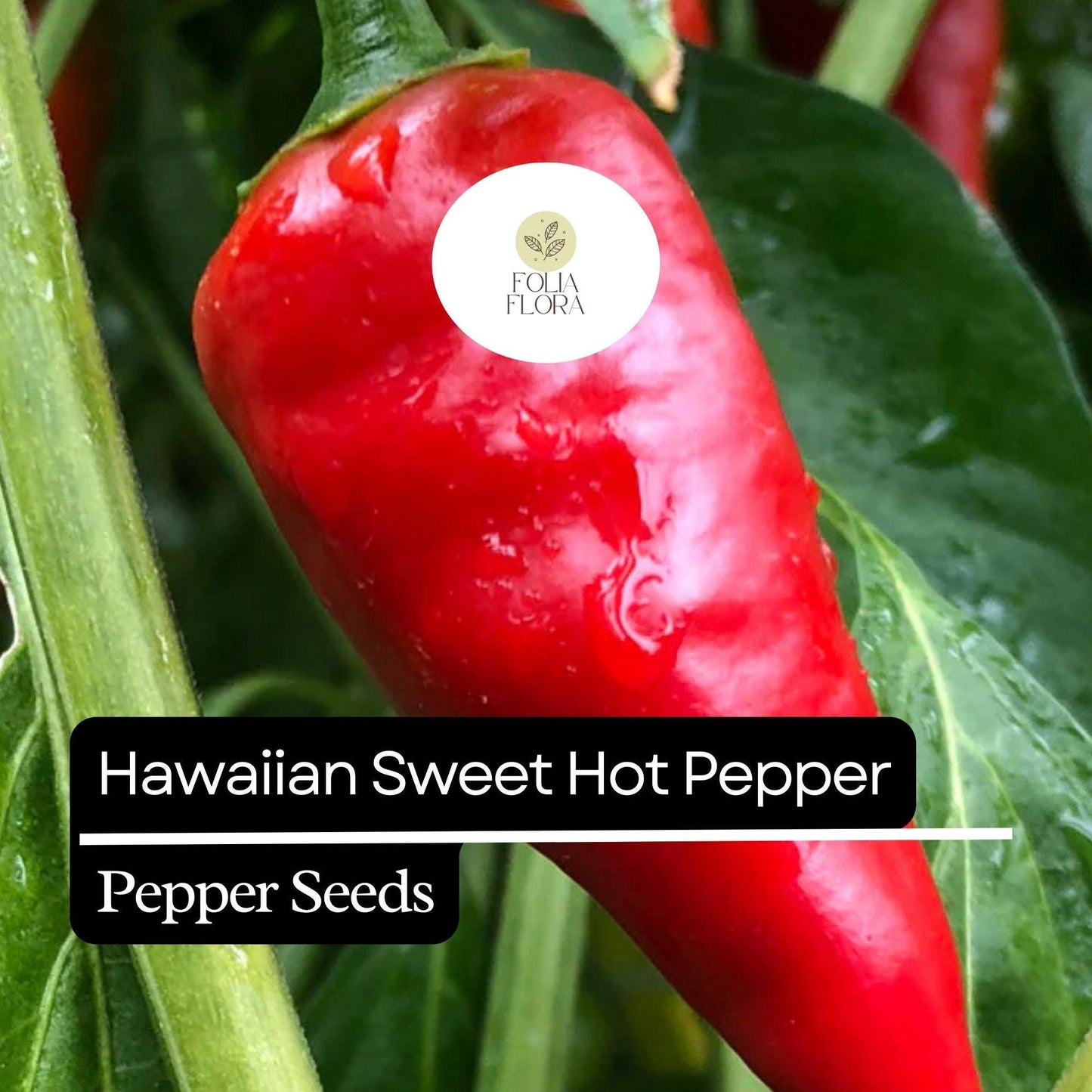 15 Hawaiian Sweet Hot Pepper Seeds – Heirloom, Spicy & Sweet, Non-GMO, High Yield