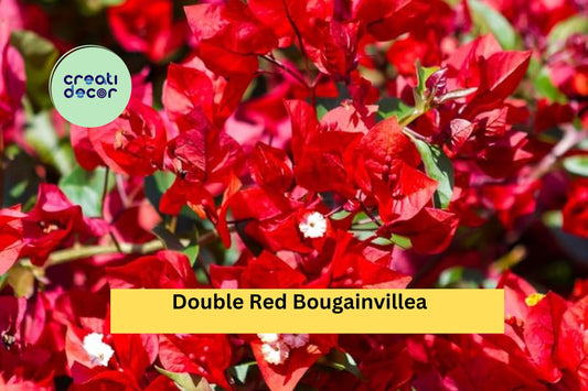 Double Red Bougainvillea Plant | Live Rooted Starter Plug | Vibrant Flowering Vine for Outdoor Garden, Trellis, or Container