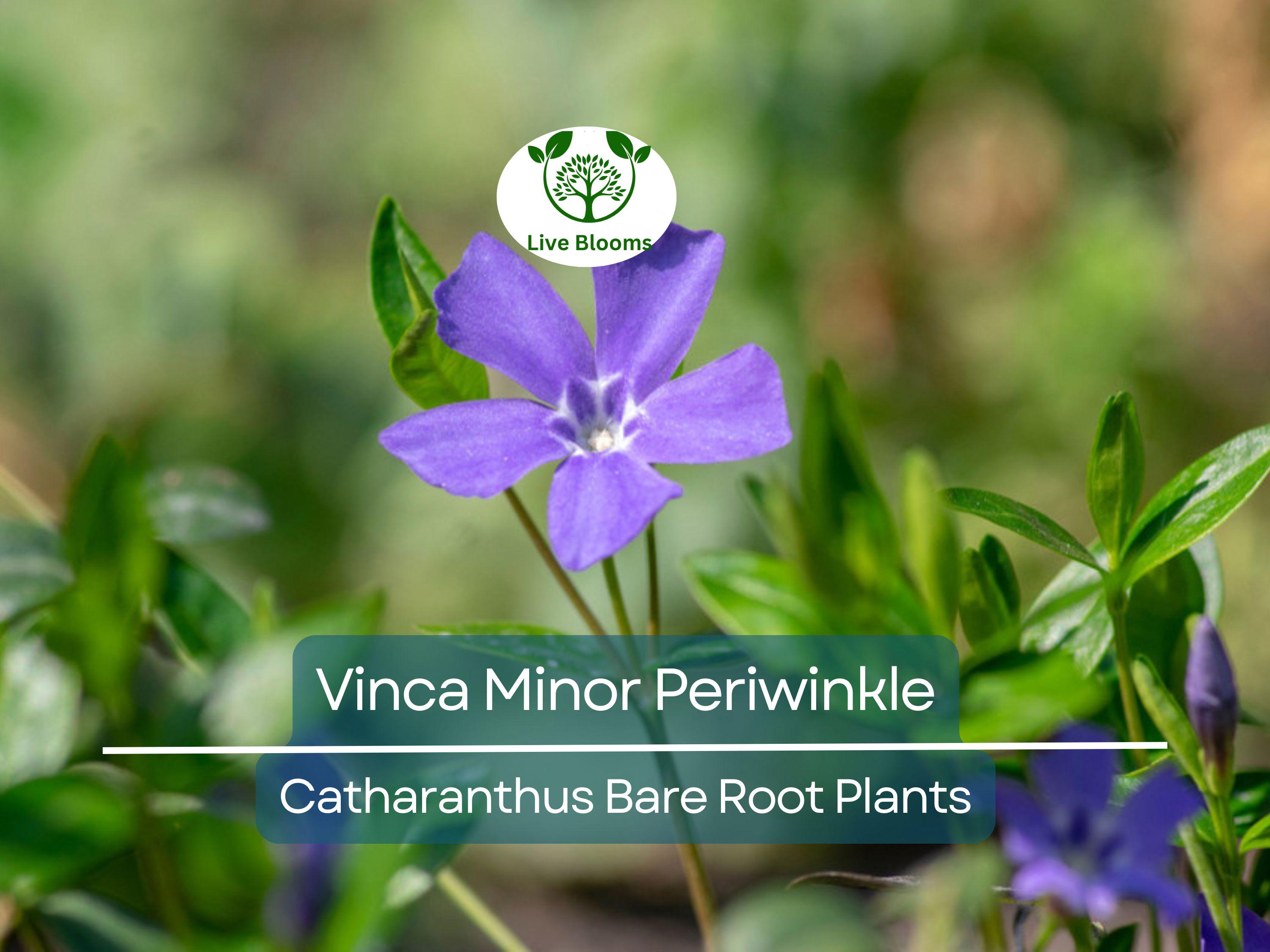 10 Vinca Minor Periwinkle Plants - Bareroot Evergreen Ground Cover - Hardy Trailing Perennial - Catharanthus minor / Creeping Myrtle