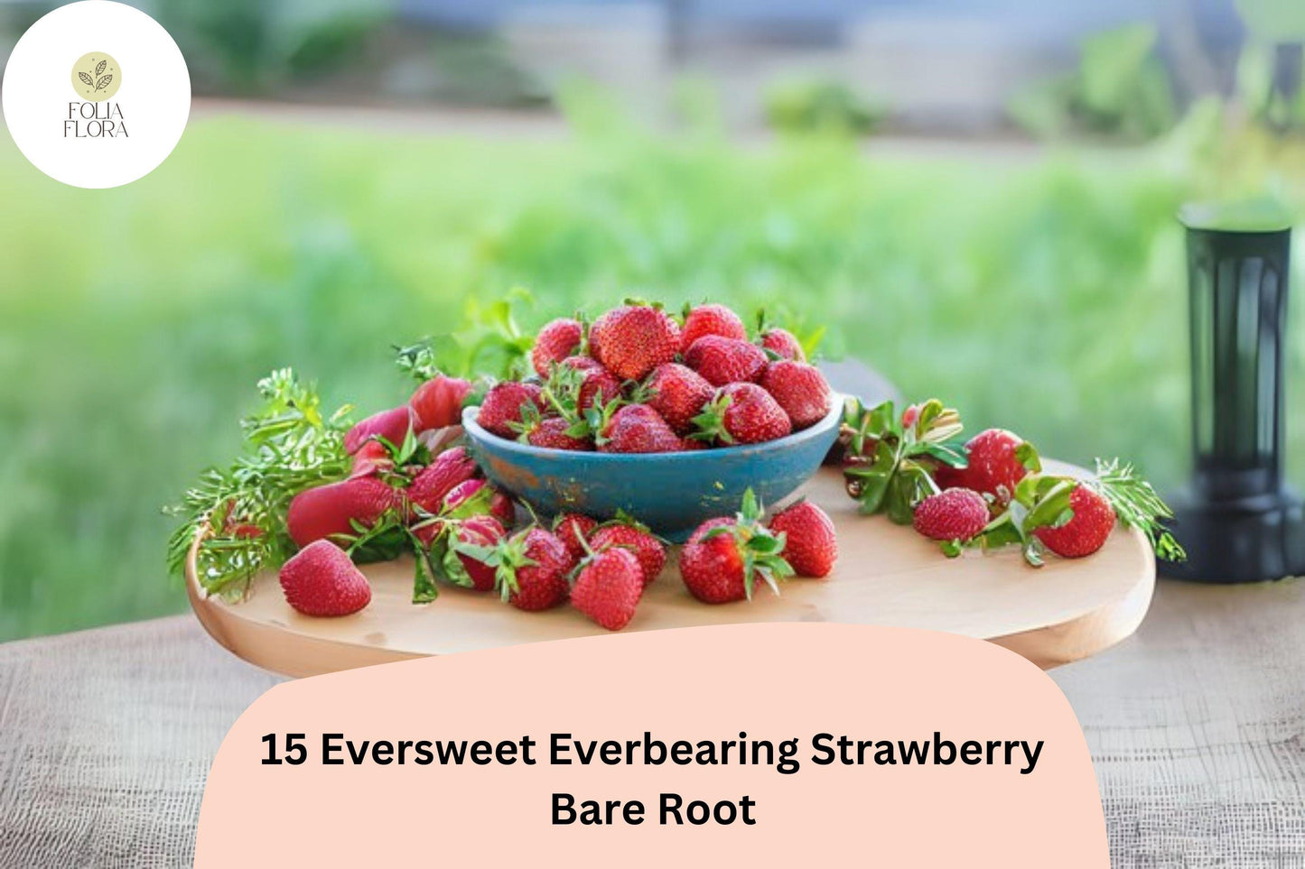 15 Eversweet Everbearing Strawberry Plants | Live Bare Root | Fragaria × ananassa Garden Fruit