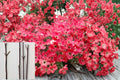 Red Flowering Dogwood 3 Cuttings 8-10" (Cornus florida) Unrooted Tree Cuttings
