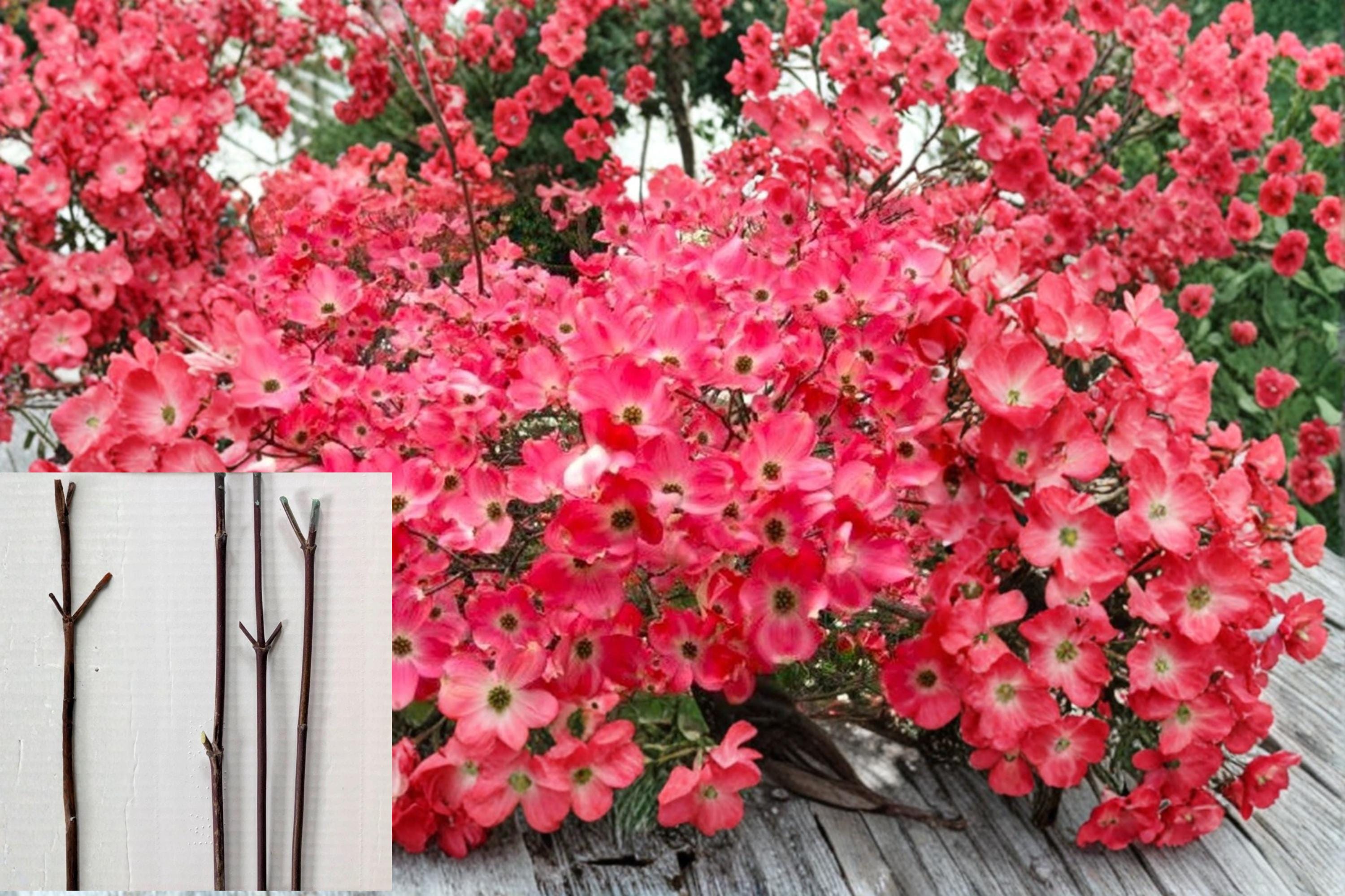 Red Flowering Dogwood 3 Cuttings 8-10" (Cornus florida) Unrooted Tree Cuttings