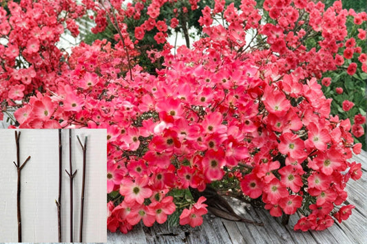 Red Flowering Dogwood 3 Cuttings 8-10" (Cornus florida) Unrooted Tree Cuttings