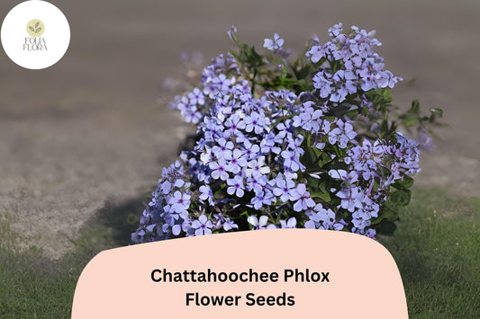100+ Chattahoochee Phlox Seeds for Planting | Phlox drummondii Annual Flower Seeds | Lavender Blooms with Dark Eye for Gardens