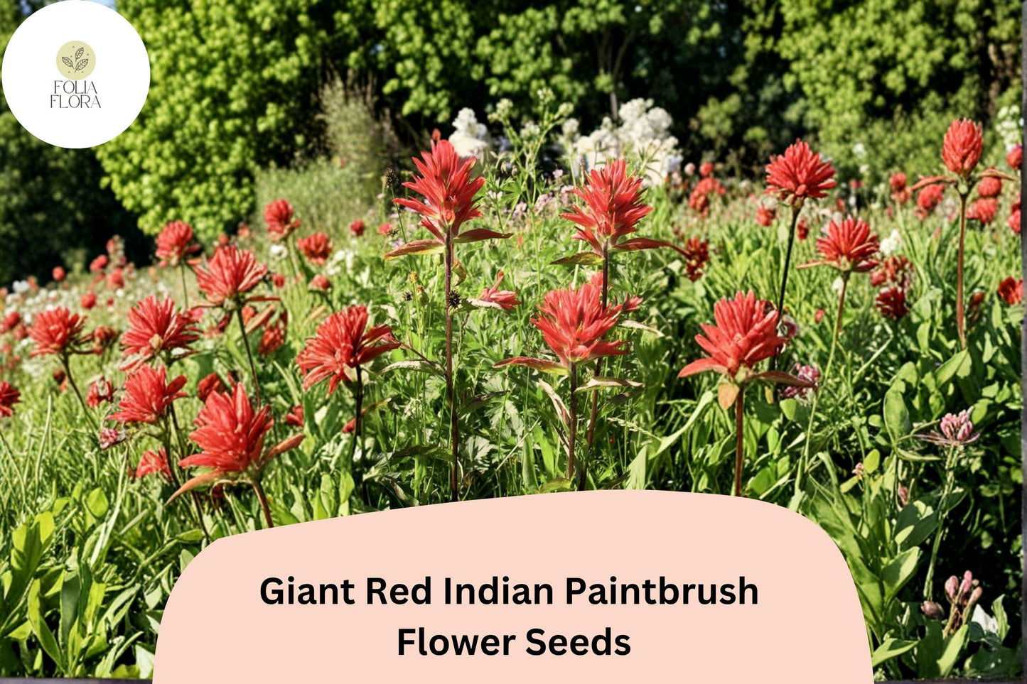 300 Castilleja miniata Seeds | Giant Red Indian Paintbrush | Native Wildflower for Meadow & Pollinator Gardens