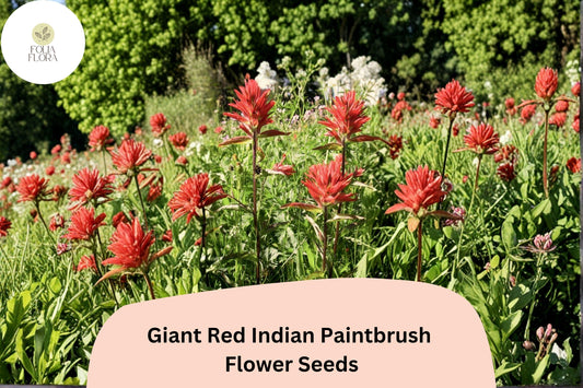 300 Castilleja miniata Seeds | Giant Red Indian Paintbrush | Native Wildflower for Meadow & Pollinator Gardens