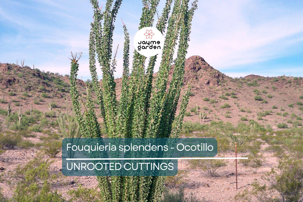 Fouquieria Splendens - Ocotillo Cutting (4-6") | Iconic Desert Plant | Cold Hardy | Drought-Tolerant Starter