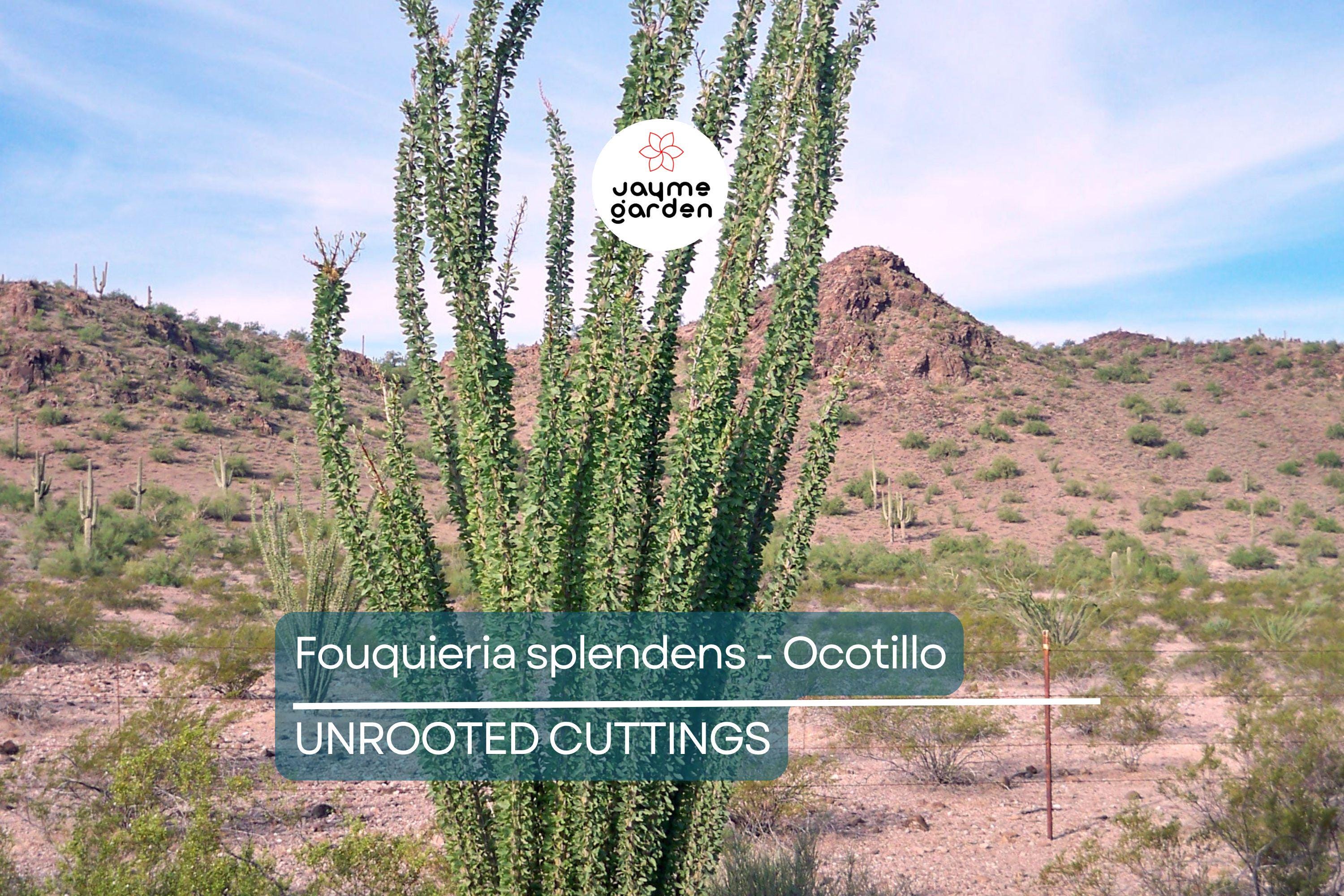 Fouquieria Splendens - Ocotillo Cutting (4-6") | Iconic Desert Plant | Cold Hardy | Drought-Tolerant Starter