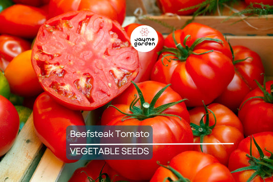 Beefsteak Tomato Seeds - Heirloom, Non-GMO, Slicing, 50 Seeds, Large Juicy Fruit, Full Sun, Zones 3-11, Free Shipping