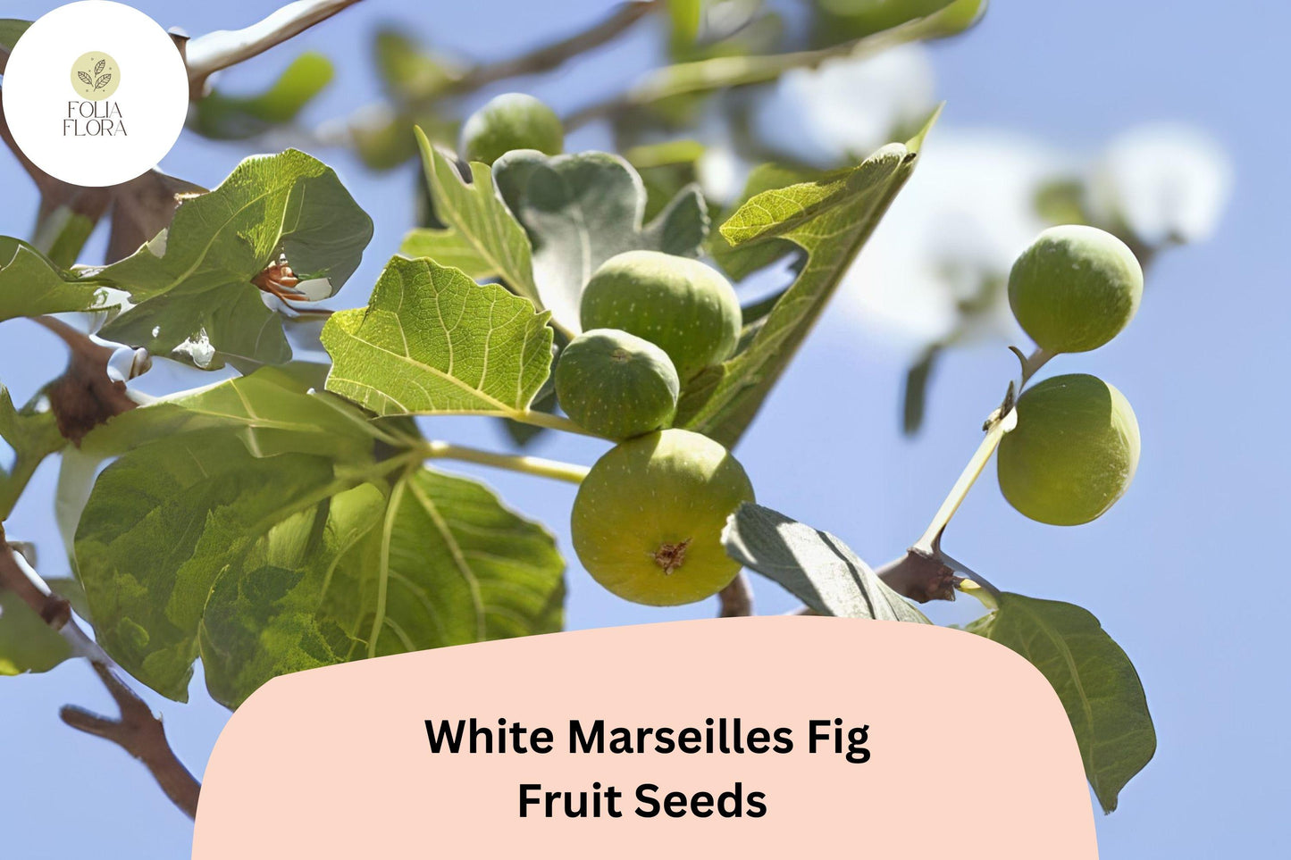 100+ White Marseilles Fig Seeds – Grow Ficus carica Sweet Heirloom Figs for Garden & Home