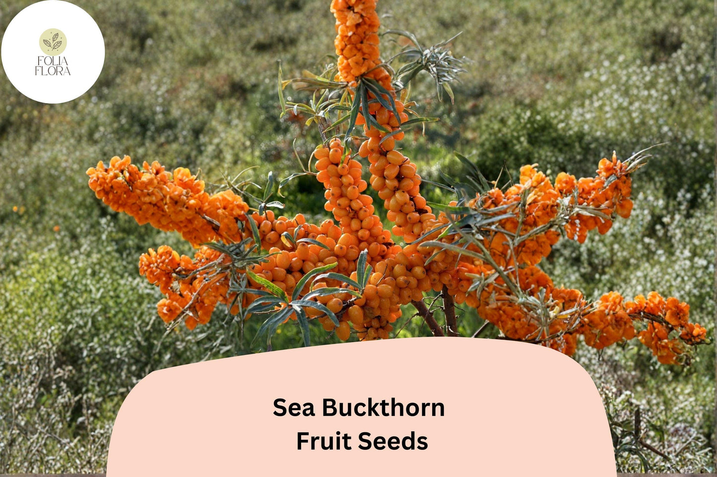 Sea Buckthorn Seeds (Hippophae rhamnoides) | 20 Premium Seeds for Planting | Hardy Shrub with Bright Orange Berries
