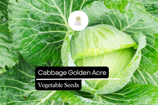 500+ Golden Acre Cabbage Seeds | Brassica oleracea | Early Heirloom Round Head Cabbage for Garden Planting