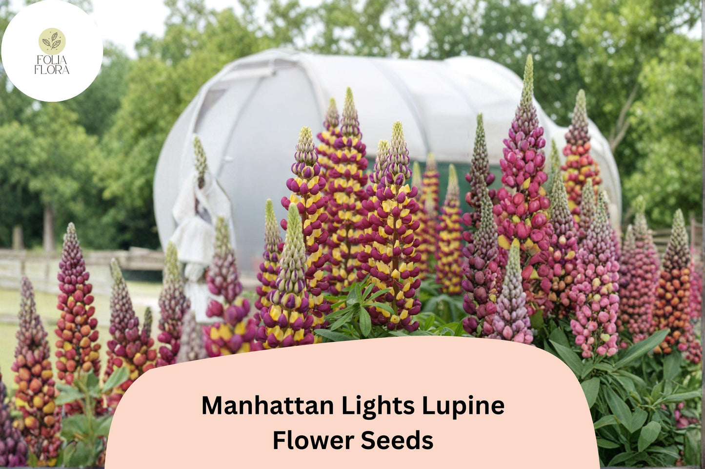 25+ Manhattan Lights Lupine Seeds | Bicolor Purple Yellow Lupinus | Tall Lupine for Garden Planting