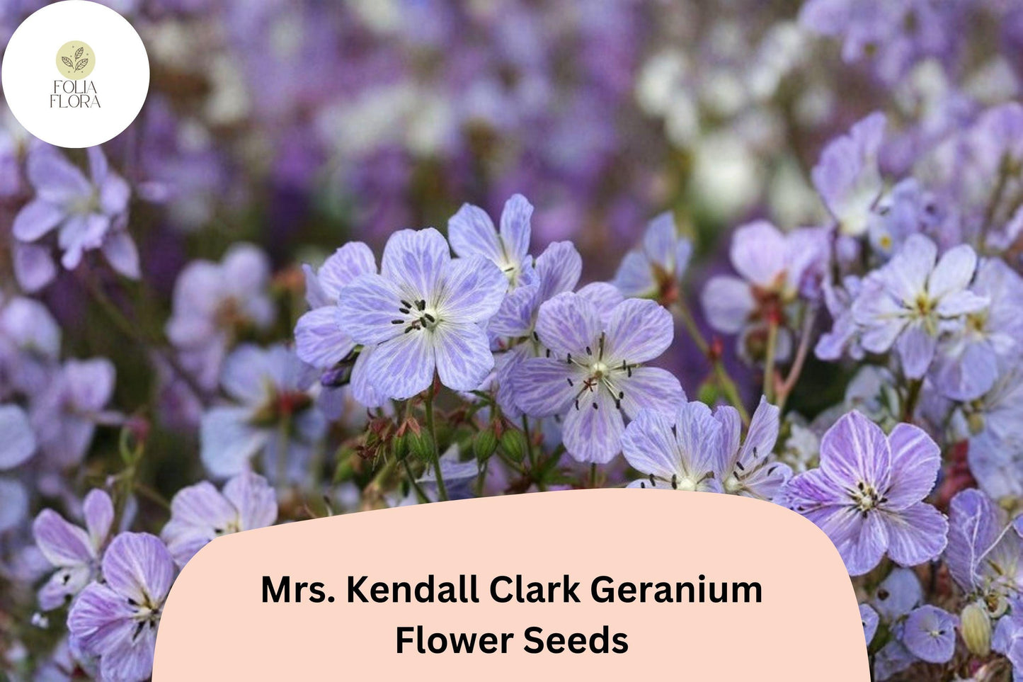 25+ Mrs. Kendall Clark Geranium Seeds | Hardy Perennial | Purple Geranium Blooms for Garden Borders & Pollinator Gardens