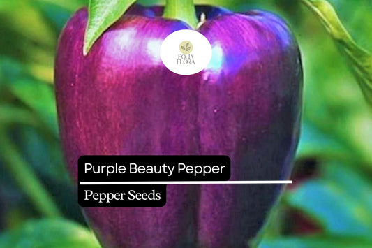 25 Purple Beauty Pepper Seeds – Capsicum annuum – Sweet Bell Pepper, Vibrant Purple Color, Non-GMO, High Yield, Great for Salads & Cooking