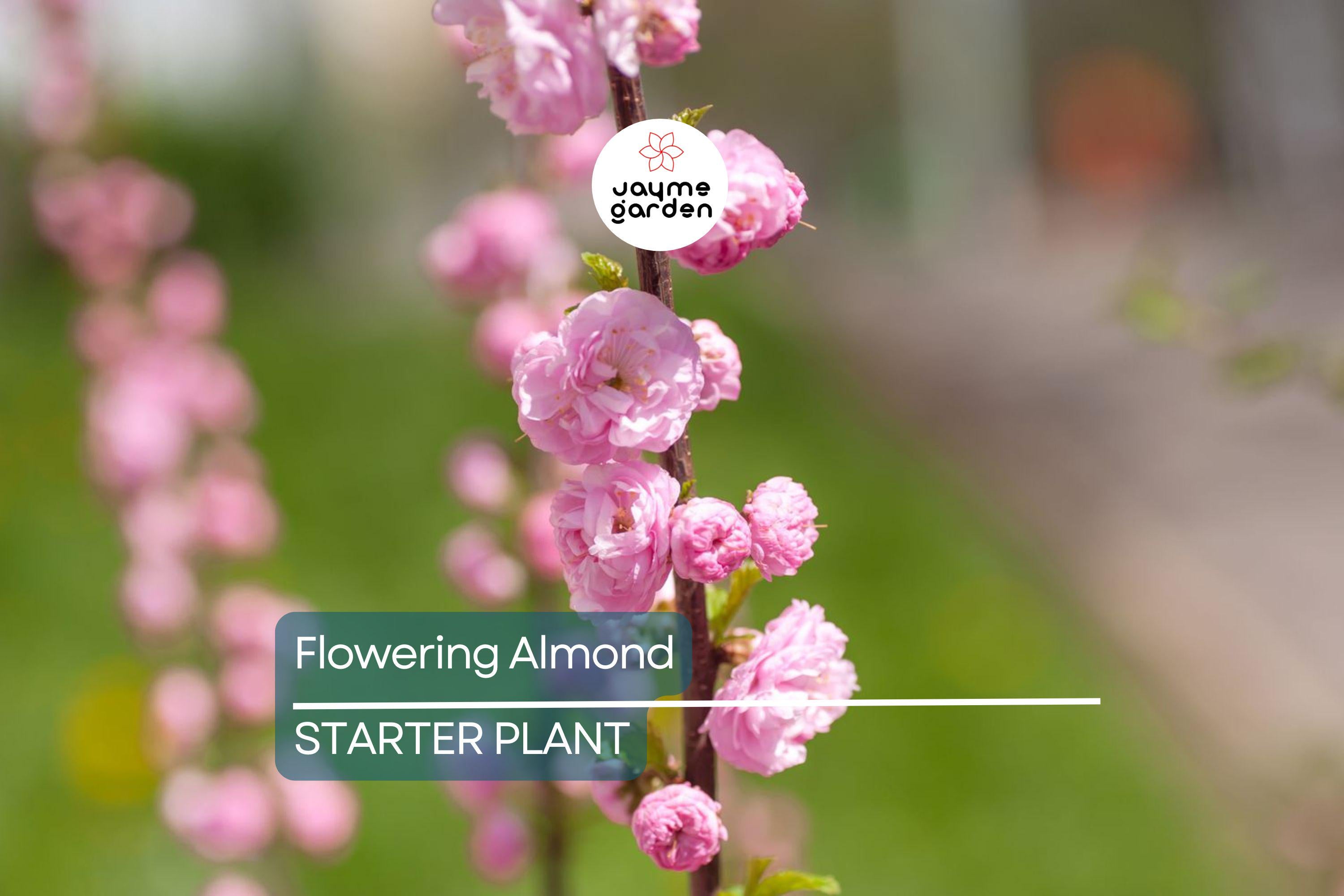 5 Pink Flowering Almond Plants | 6-12" Bareroot Shrubs | Spring Blooms | Hardy Ornamental Shrub for Full Sun or Partial Shade