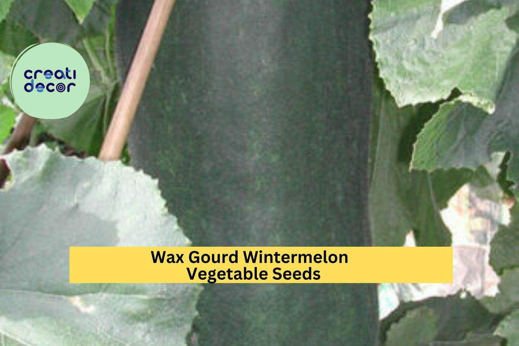 3pcs of 10 Seeds Wax Gourd Wintermelon – Large White-Frosted Melon for Soups, Stews, and Warm Season Vegetable Gardens
