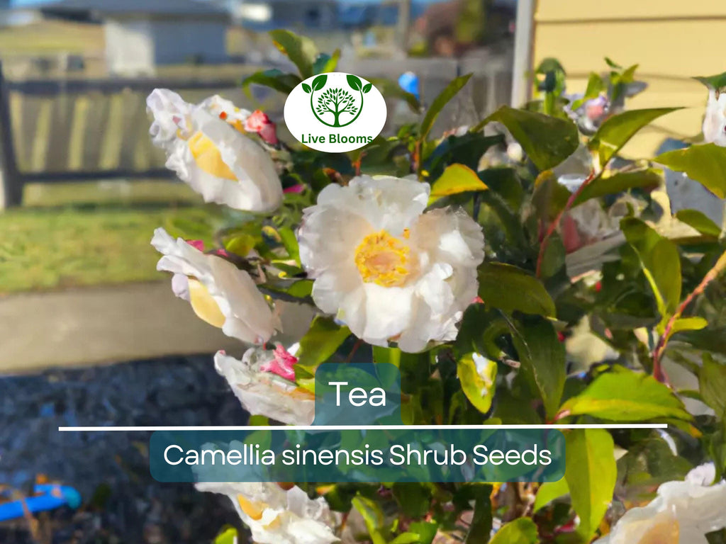 5 Tea Shrub Seeds (Camellia sinensis), Black, White, Green Tea Leaf Tree Plant, Grow Your Own Tea, Organic, Perfect for Garden or Home
