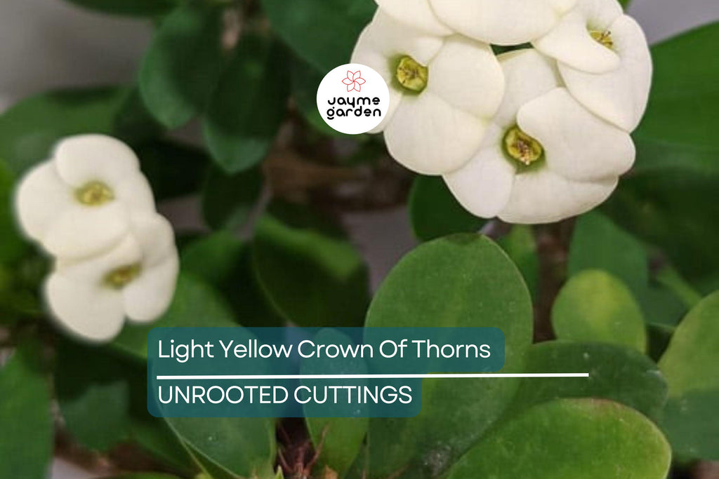 Light Yellow Crown of Thorns Cutting (1 Unrooted) | Easy to Propagate | Euphorbia Milii Starter Cutting for Bright Blooms