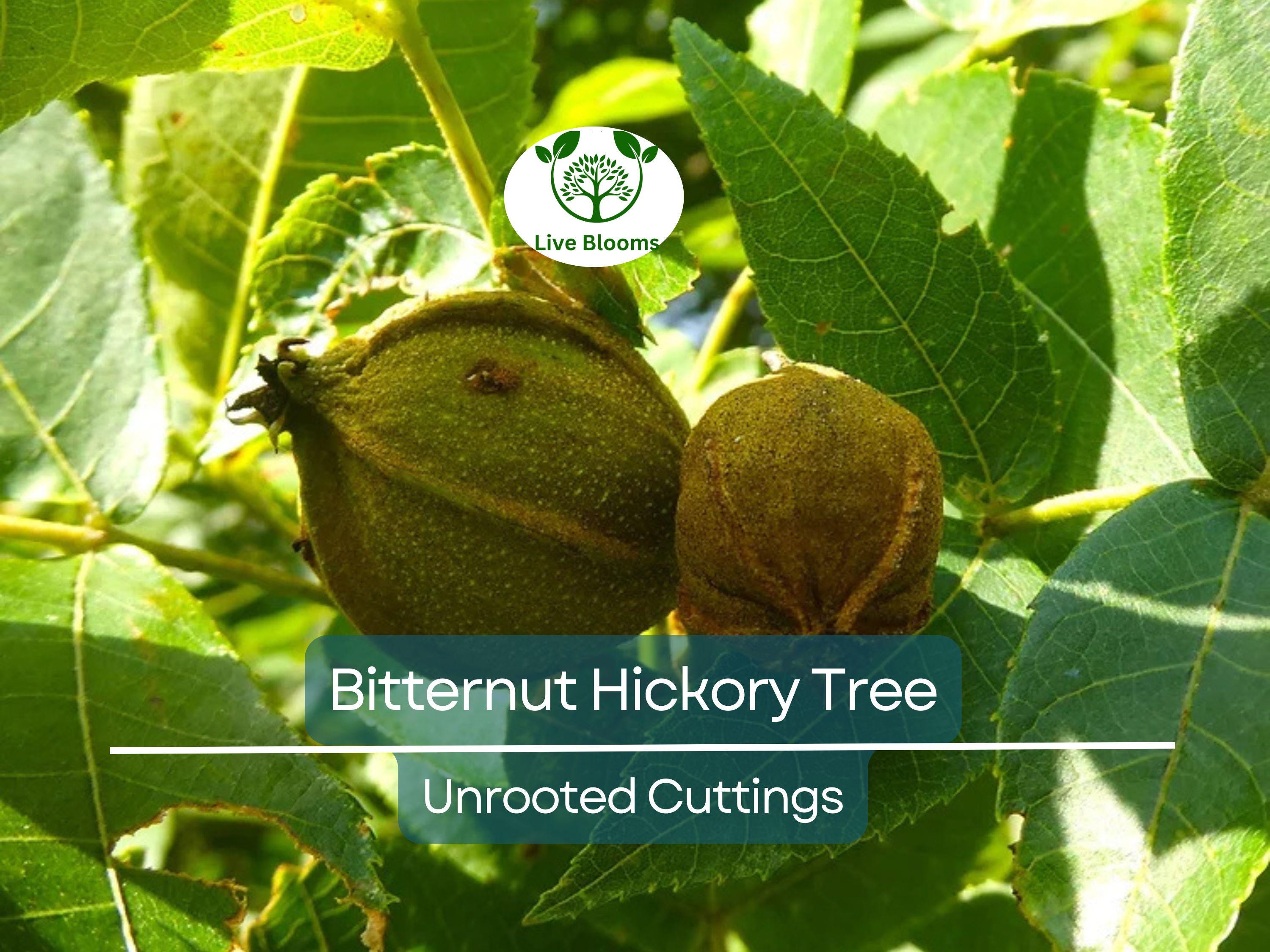 8 Bitternut Hickory Tree Live Cuttings (Carya cordiformis) 8" Long, Healthy Seedling, Hardy Tree for Landscaping, Native North American Tree