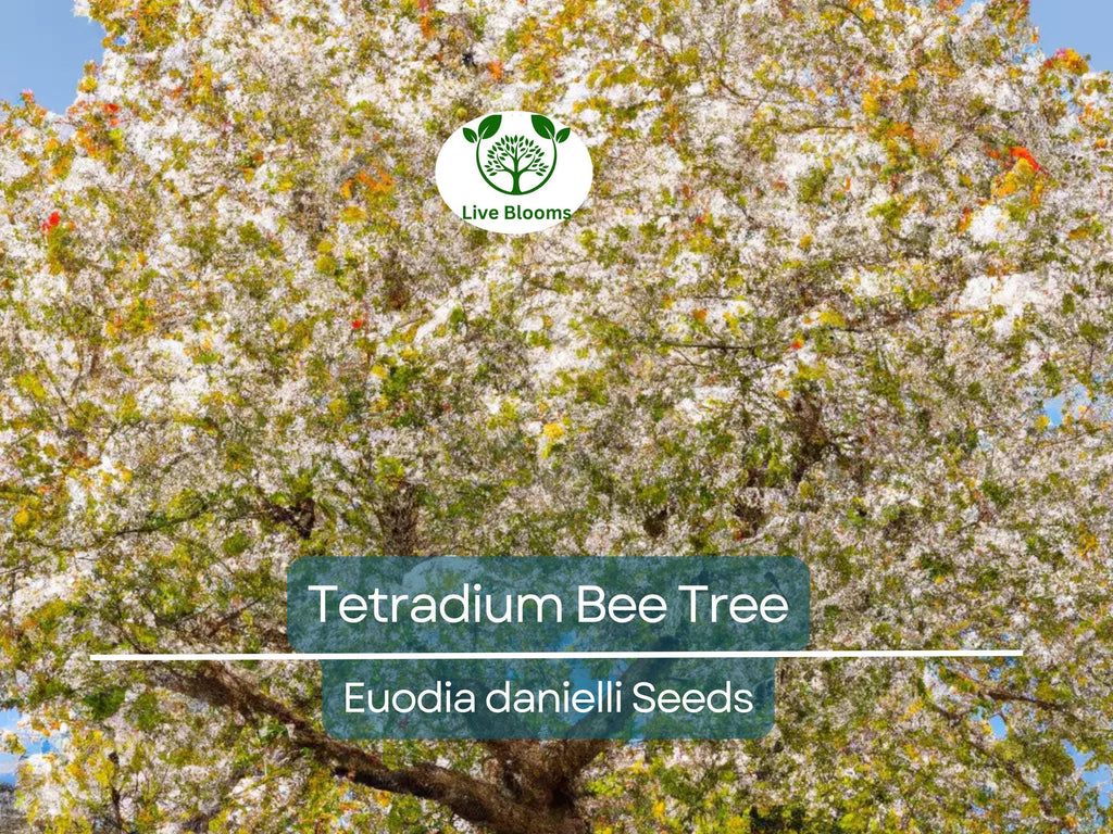 20 BEE TREE SEEDS (Euodia danielli) | Tetradium, Rare, Superior Honey, Pollinator-Friendly Tree, Attract Bees, Fast-Growing